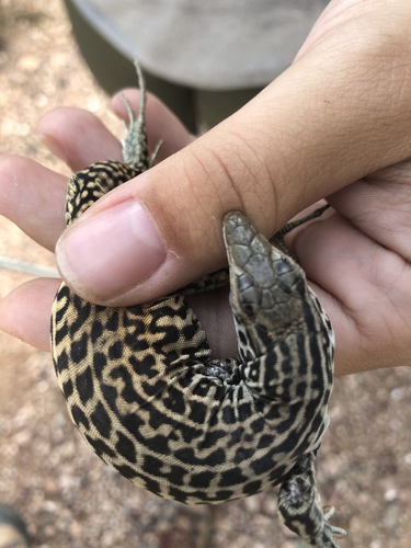 Gray-checkered Whiptail