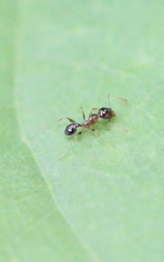 Pheidole megacephala