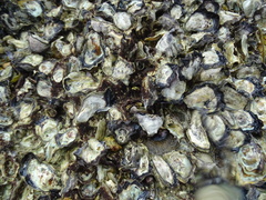 Saccostrea cuccullata