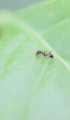 Pheidole megacephala