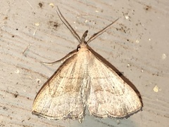 Macrochilo litophora