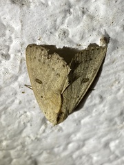 Scolecocampa