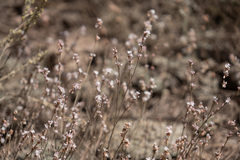 Eriogonum wrightii subscaposum