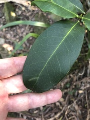 Planchonella australis