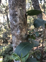 Planchonella australis