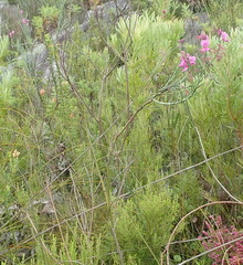 Indigofera filifolia