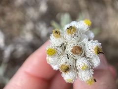 Monomorium ergatogyna