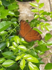 Junonia hedonia