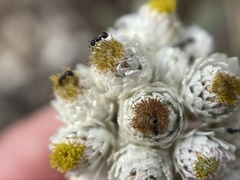 Monomorium ergatogyna