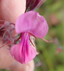 Indigofera filifolia