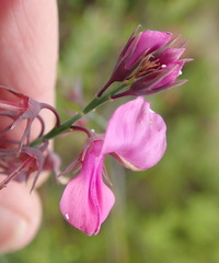 Indigofera filifolia
