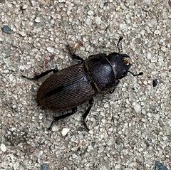 Dorcus brevis