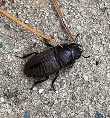 Dorcus brevis