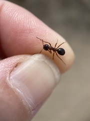 Formica subpolita