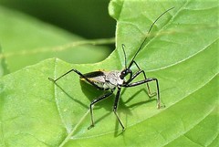 Rhynocoris marginellus
