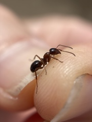 Formica subpolita