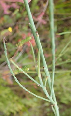 Indigofera filifolia