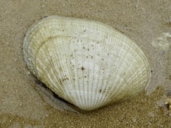 Barbatia virescens