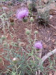 Cirsium wheeleri