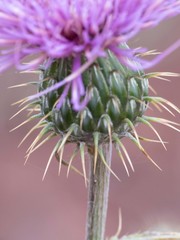 Cirsium wheeleri