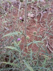 Cirsium wheeleri