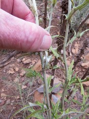 Cirsium wheeleri