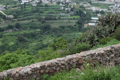 Cascabela thevetioides