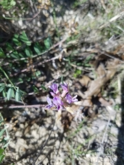 Astragalus lotiflorus
