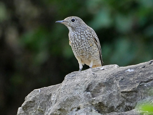 Rufous-tailed Rock-Thrush