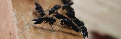 Northern Warrior Wasp photo 3