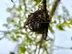 Tolmomyias sulphurescens
