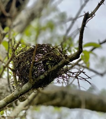 Tolmomyias sulphurescens