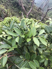 Polyscias oahuensis