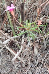 Oxalis polyphylla polyphylla