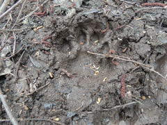 Panthera tigris altaica