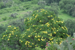 Cascabela thevetioides
