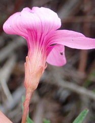 Oxalis polyphylla polyphylla