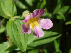 Erythranthe erubescens