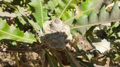 Banksia dentata