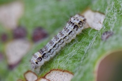 Acoloithus falsarius