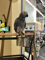 Psittacus erithacus erithacus