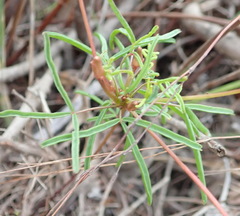 Oxalis polyphylla polyphylla