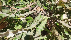 Banksia dentata