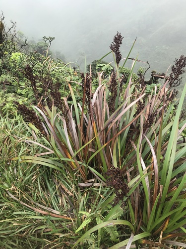 Machaerina angustifolia