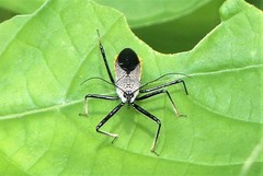 Rhynocoris marginellus