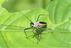 Rhynocoris marginellus