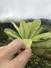 Myrsine pukooensis