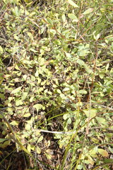 Spiraea hypericifolia