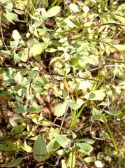 Spiraea hypericifolia