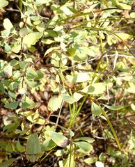 Spiraea hypericifolia